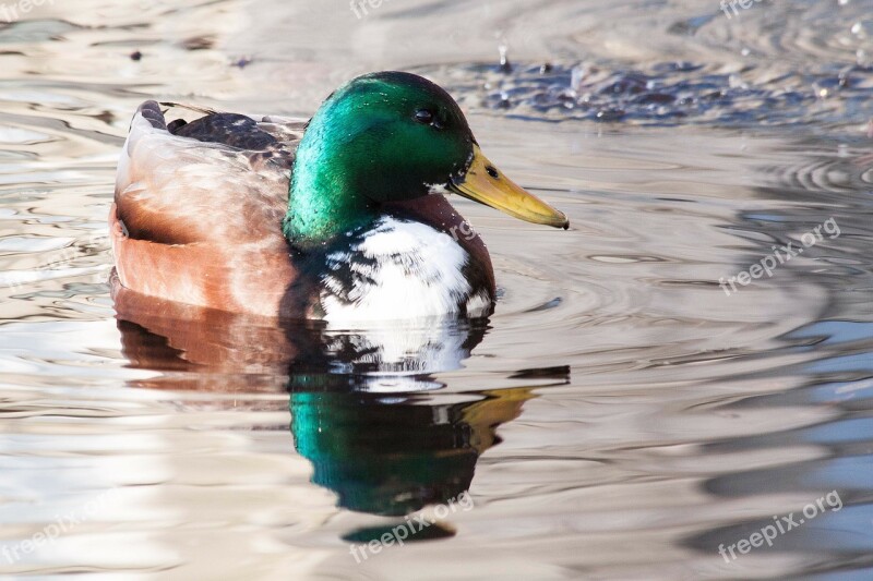 Mallard Anas Platyrhynchos Drake Bill Yellow