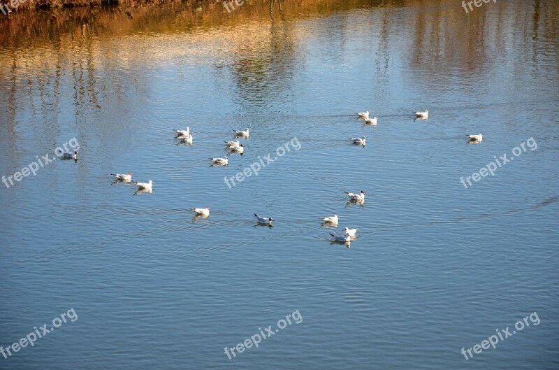 Ducks Duck Water Nature Bird