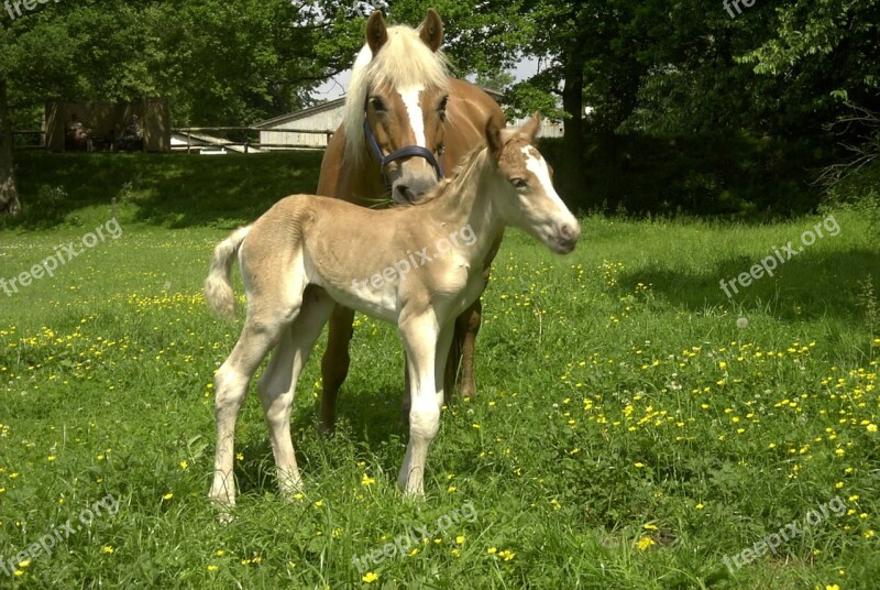 Haflinger Foal Mare Horses Pasture