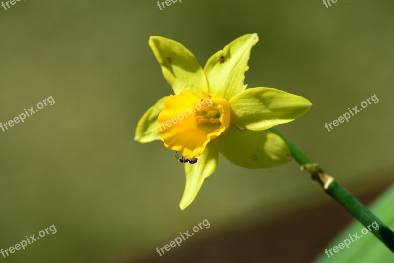 Daffodil Narcissus Pseudonarcissus Ant Insects Flower