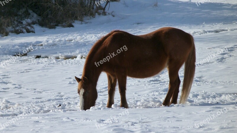 Animal Horse Winter Snow Eye