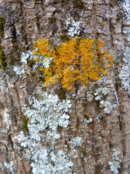 Trees Nature Lichens Wood Bark Trunk