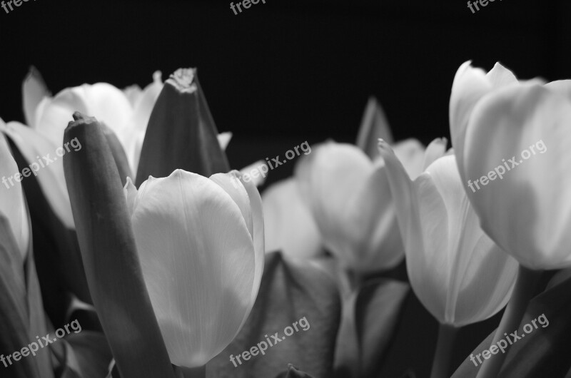 Tulip Flower Night Plant Bloom