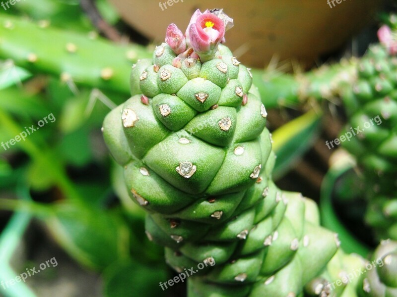 Cactus Green Flowers Red Young