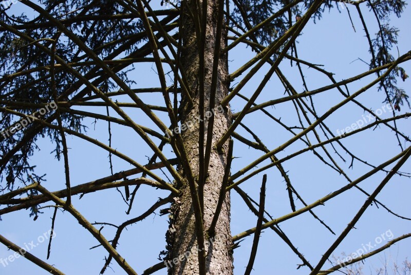 Wood Pine Pine Wood Huge Trees