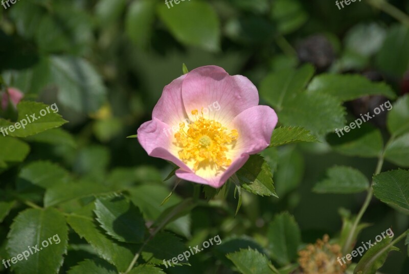 Brian Flower Plant Spring Flowers