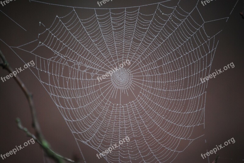 Spider Web Winter Just Add Water Free Photos