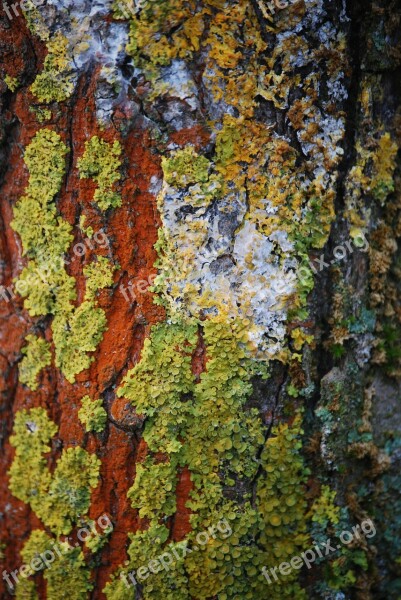 Wood Lichen Forest Bark Plant