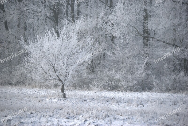 Winter Ice Frost Wood Forest