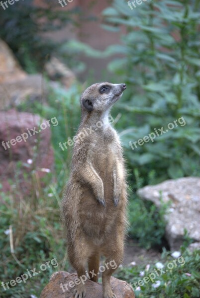 Meerkat Is Watching Guard Les Free Photos