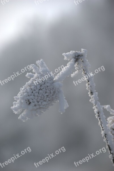 Frost Snow Winter Plant Free Photos