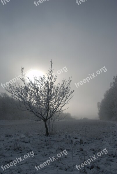 Wood Frost Fog Winter Snow