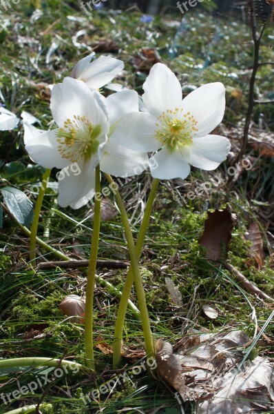 Christmas Rose Anemone Blanda Winterblueher White Flower Wild Flowers