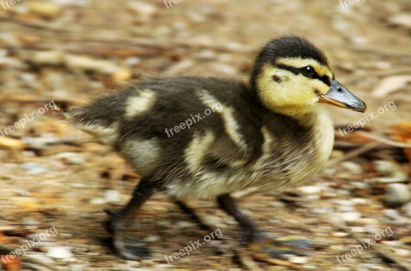 Duckling Duck Bird Free Photos