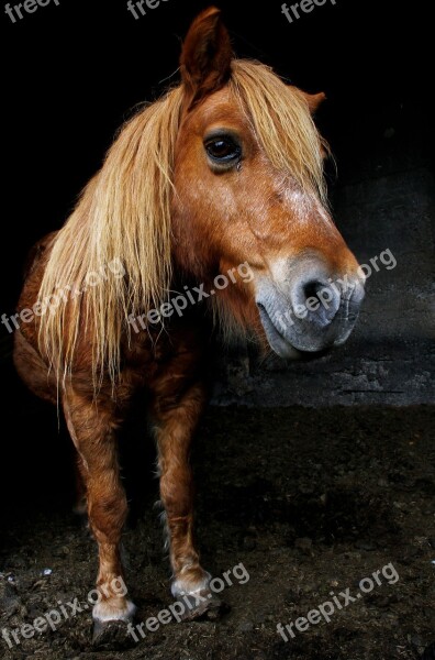 Pony Animal Black Free Photos