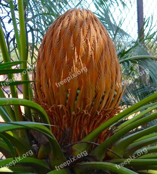 Cycad Sago Palm Cone Female Karnataka