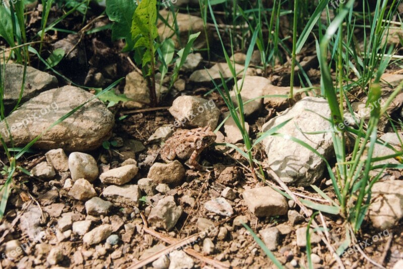 Toad Camouflaged Wild Life Close-up Nature