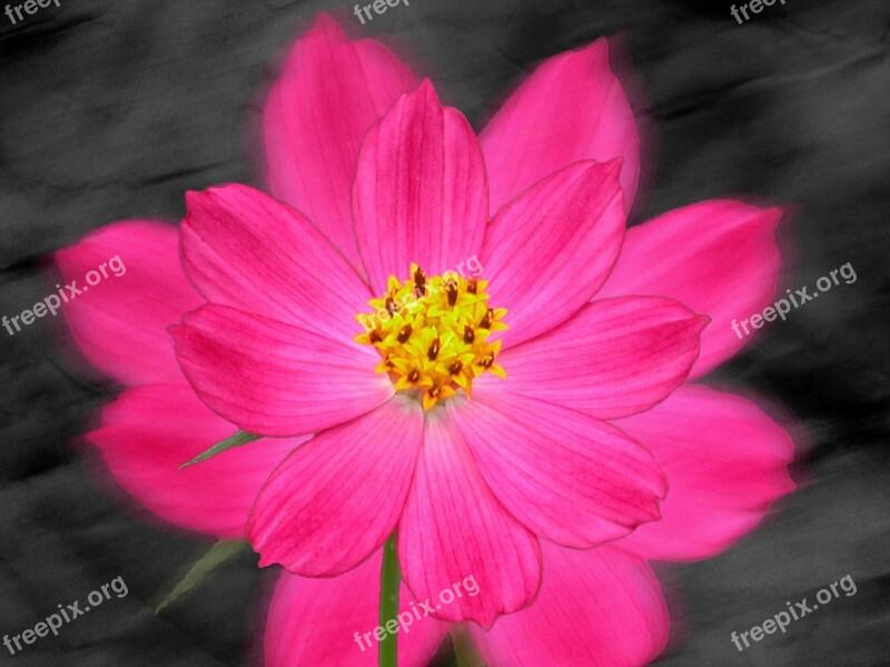 Flower Pink Fuchsia Nature Close-up