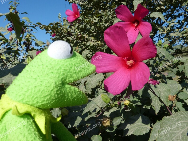 Hibiscus Pink Blossom Bloom Flower