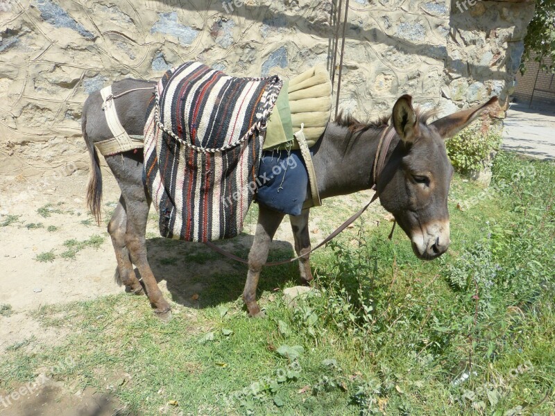 Donkey Livestock Beast Of Burden Bear Creature