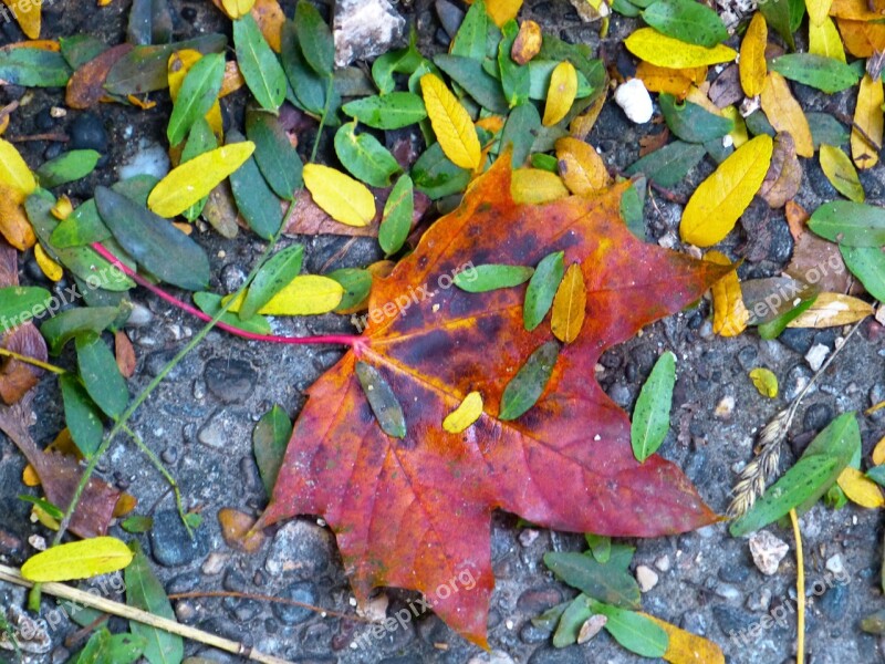 Leaf Maple Colorful Leaves Red Leaf