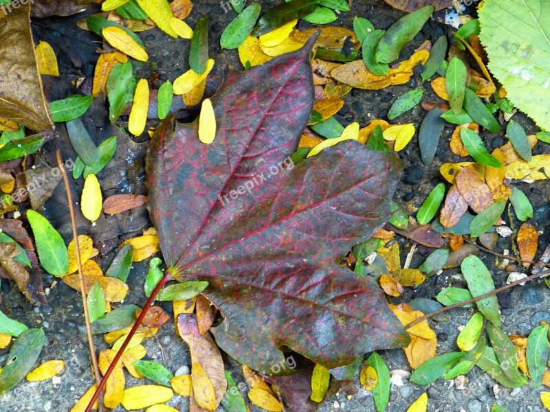 Leaf Maple Colorful Leaves Red Leaf