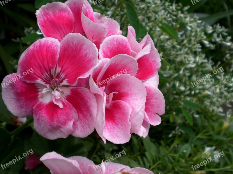 Geranium Flowers Pink Noble Pelargonium Pelargonium Grandiflorum