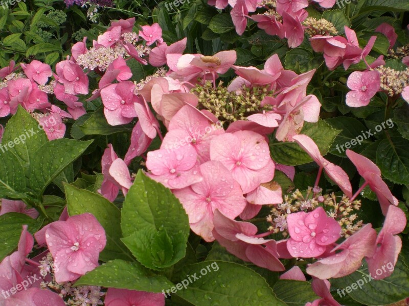 Hydrangea Flower Blossom Bloom Hortensis