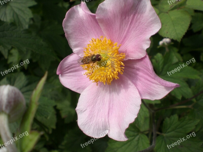 Anemone Blossom Bloom Pink Flower