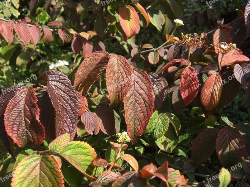 Leaves Autumn Leaves In The Autumn Colorful Fall Foliage