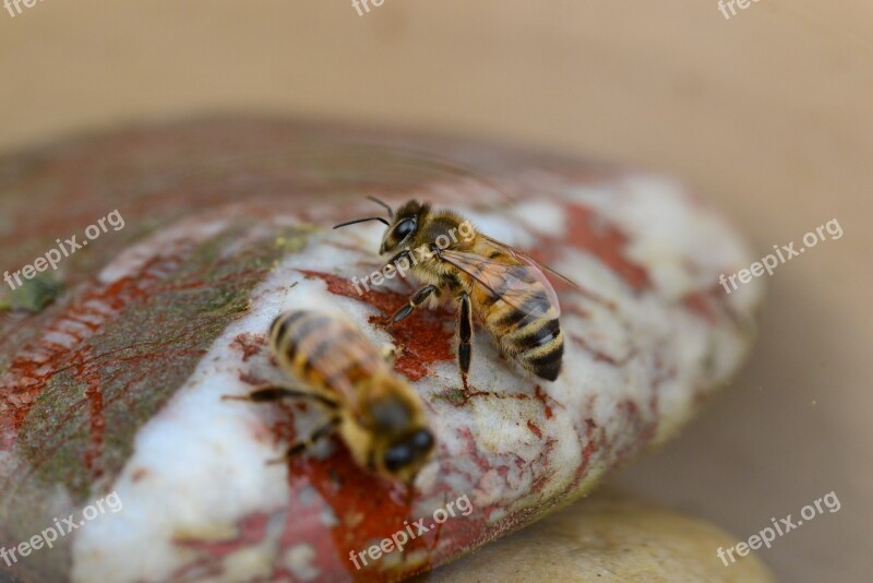 Honey Bee Water Buckfast Insect