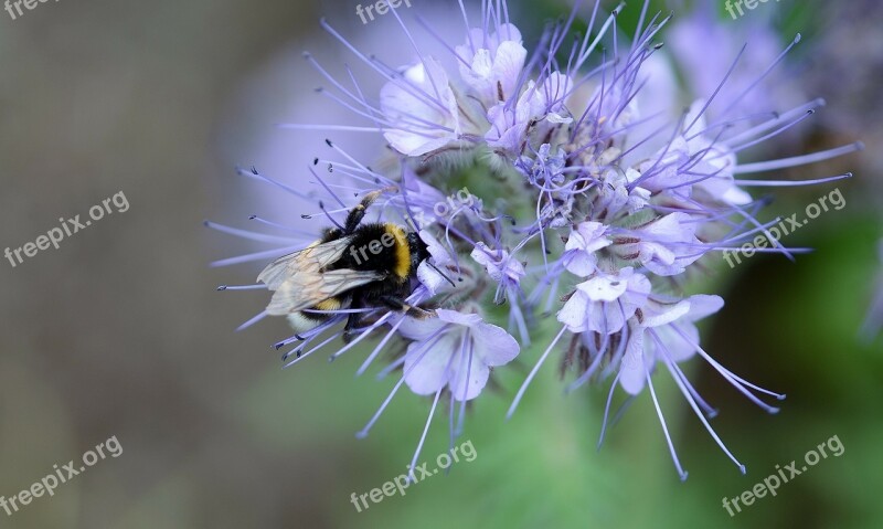 Bee Pollen Nectar Blue Flower