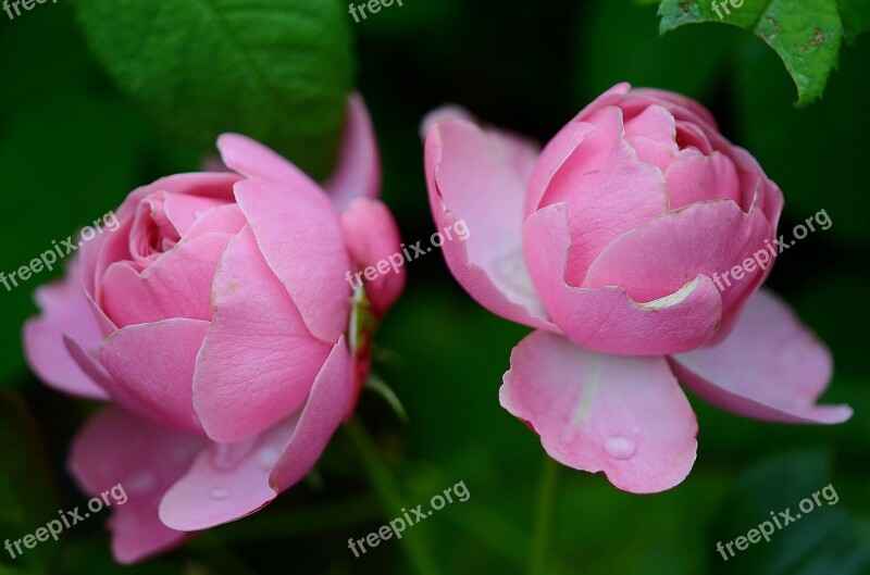 Rose Rosaceae Flower Pink Garden