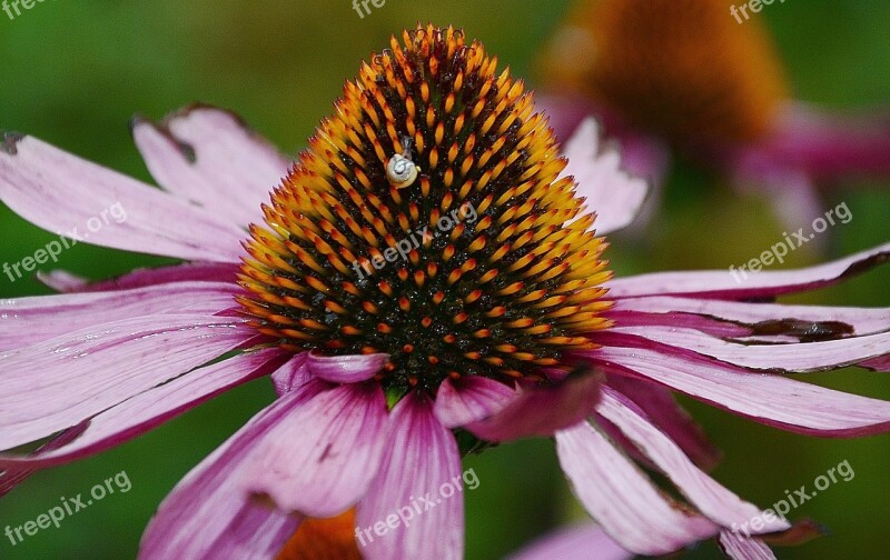 Bloom Colorful Coneflower Detail Echinacea