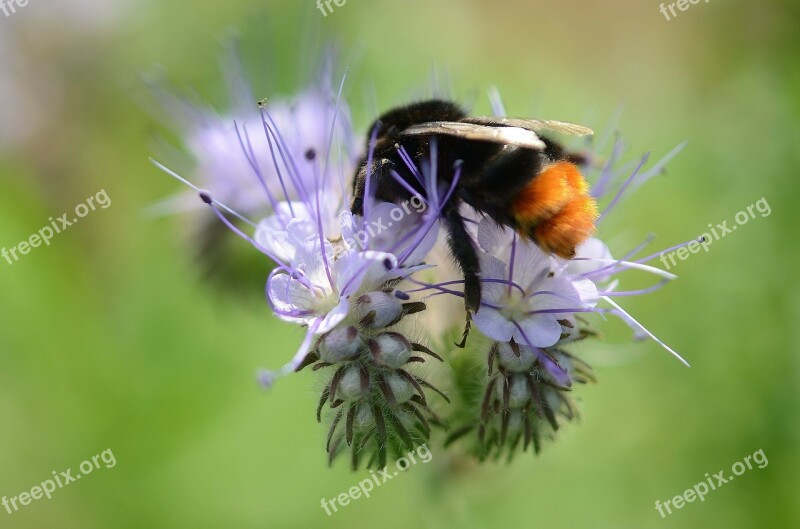 Bee Pollen Nectar Blue Flower