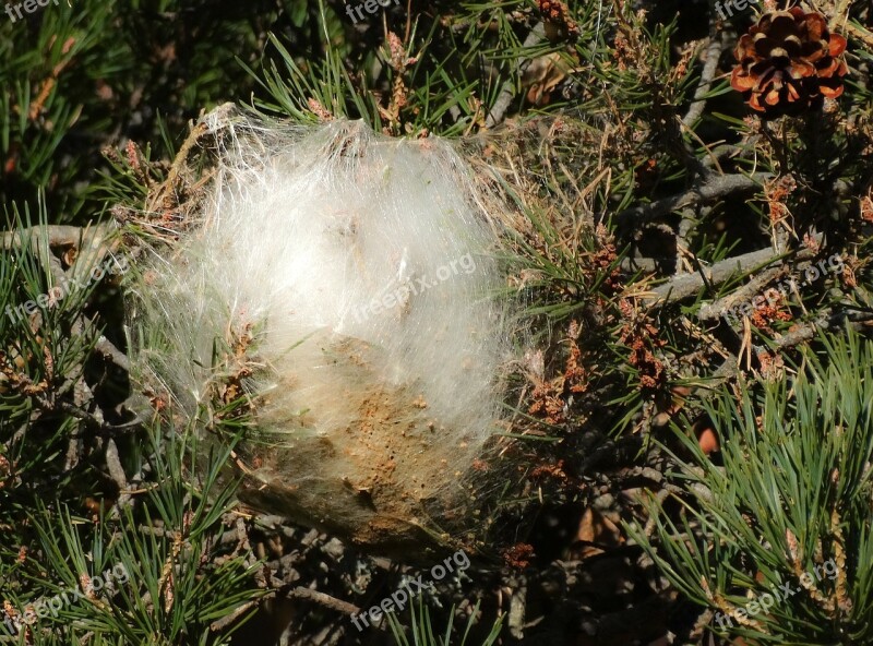 Caterpillars Nest Silk Butterfly Outbreaks