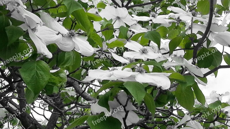 Green White Flowers Close-up Flowers Simple