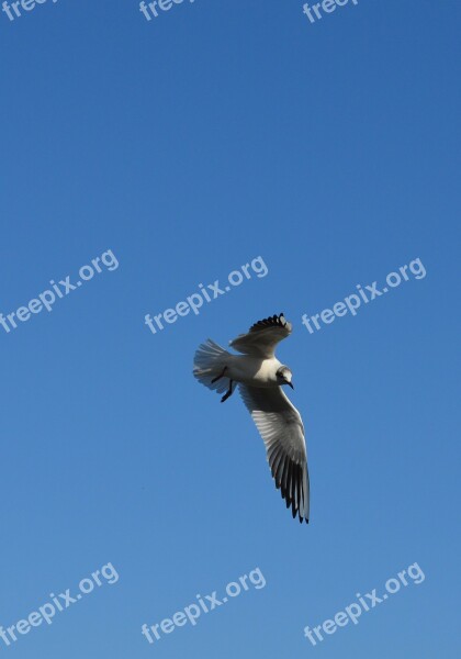 Seagull Birds Flying Water Bird Free Photos