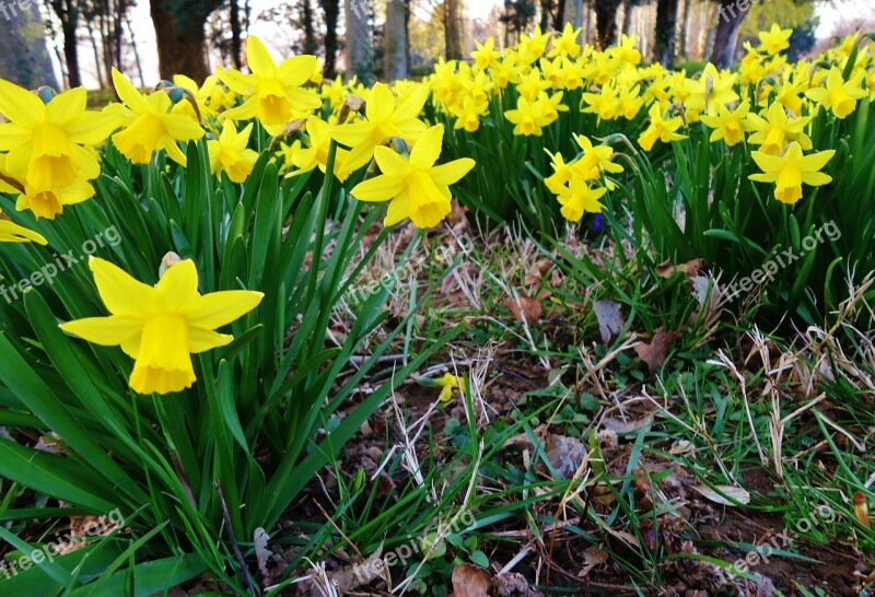 Daffodil Daffodils Yellow Flower Flowers