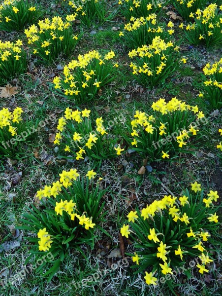 Daffodil Daffodils Yellow Flower Flowers