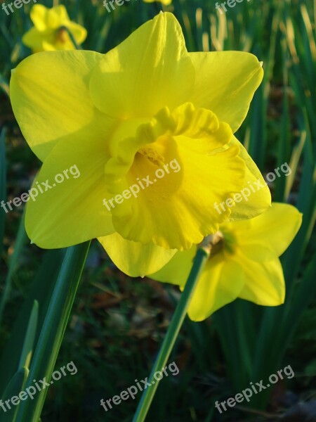 Daffodil Daffodils Yellow Flower Flowers