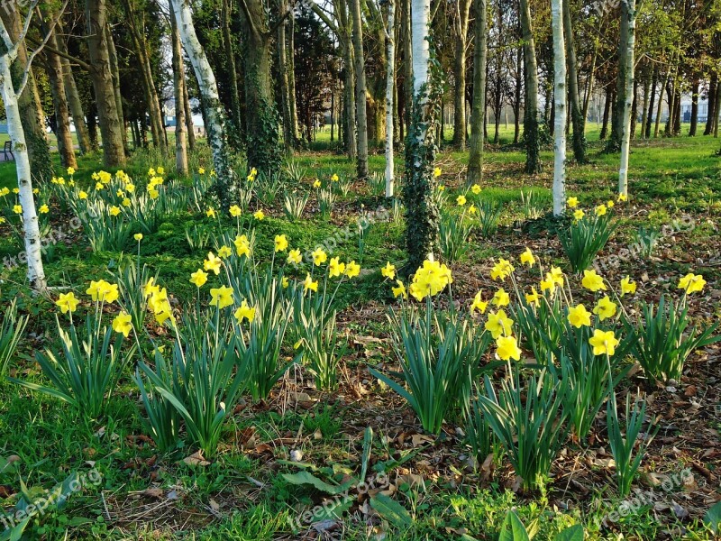 Forest Trees Daffodil Daffodils Yellow