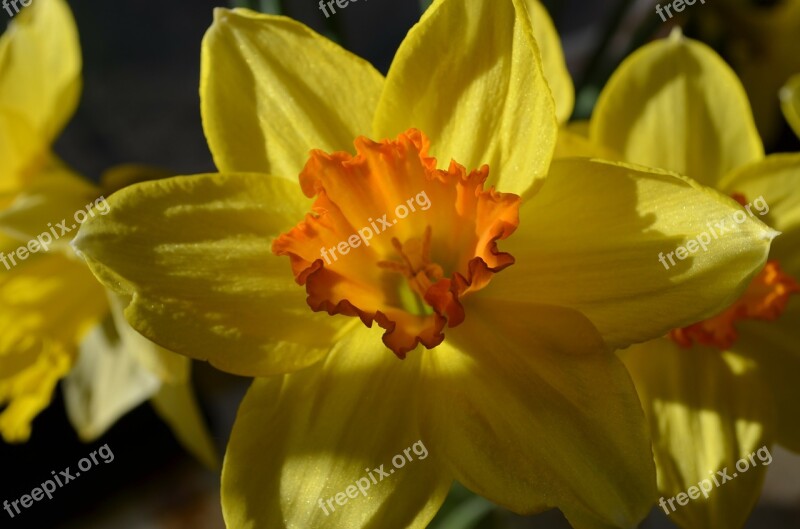 Daffodils Flowers Yellow Close Up Free Photos