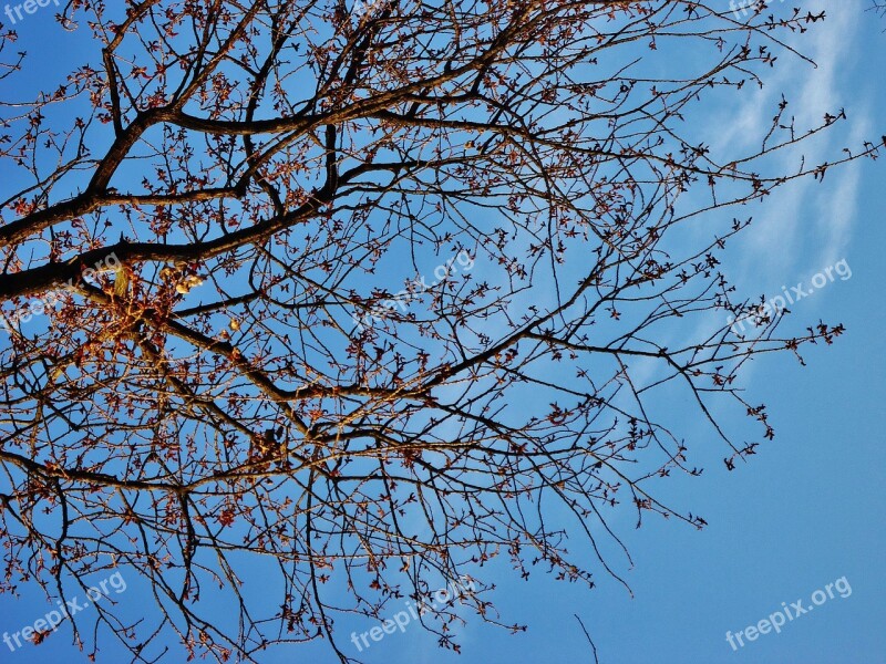 Branch Tree Branches Sky Blue