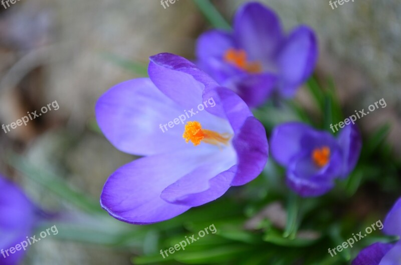 Crocus Purple Blossom Bloom Close Up