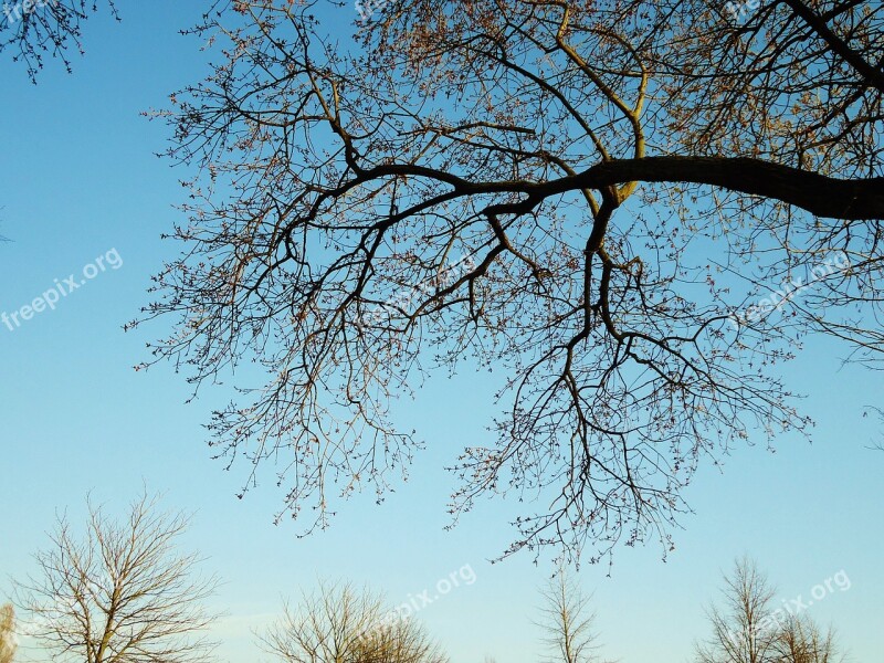 Tree Branch Branches Light And Shade Nature