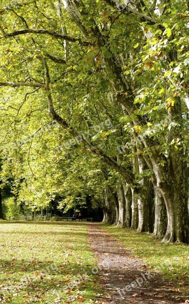 Spring Summer Park Trees Away