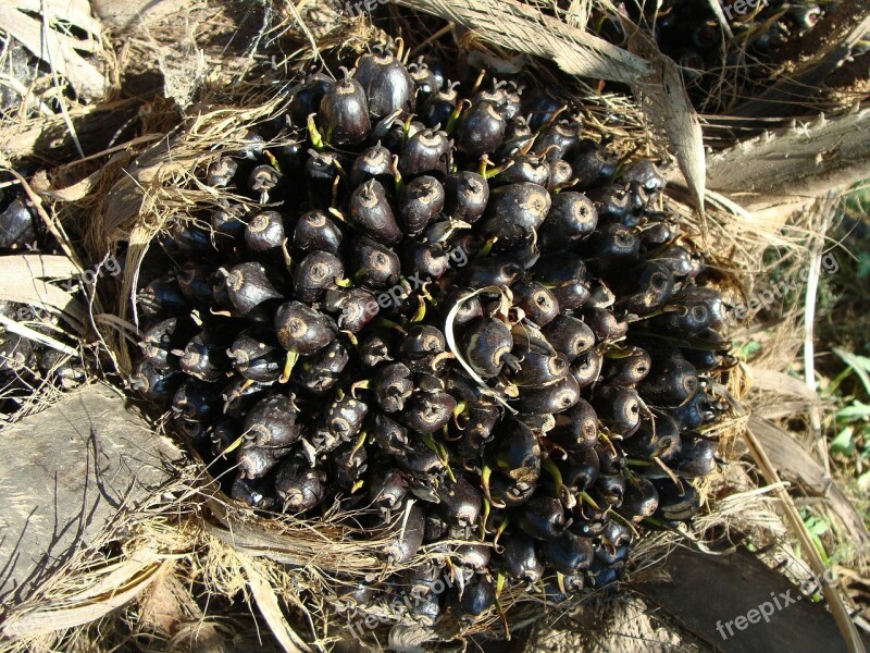 Oil Palm Fruit Bunch Vegetable Oil Horticulture Karnataka