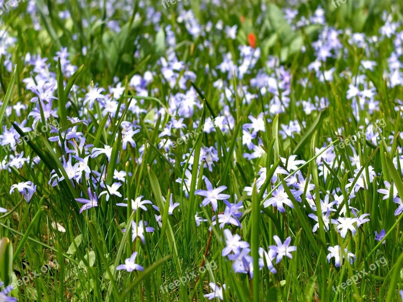 Spring Summer Flowers Green Blue