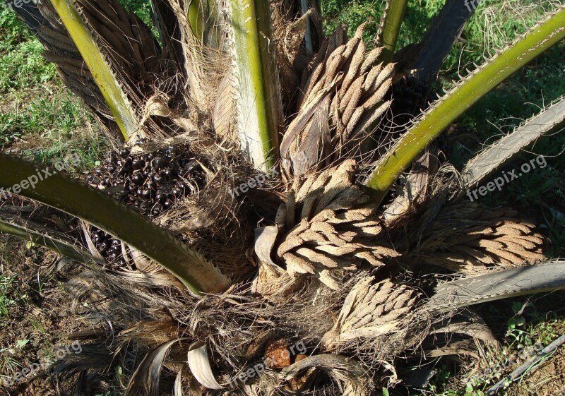 Oil Palm Fruit Bunch Male Flower Horticulture Karnataka